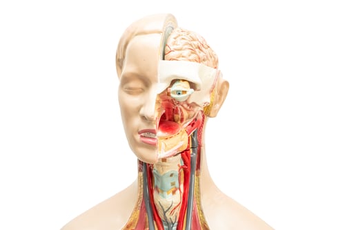 Preview: Human brain model of head anatomy for medical training course, teaching medicine education.