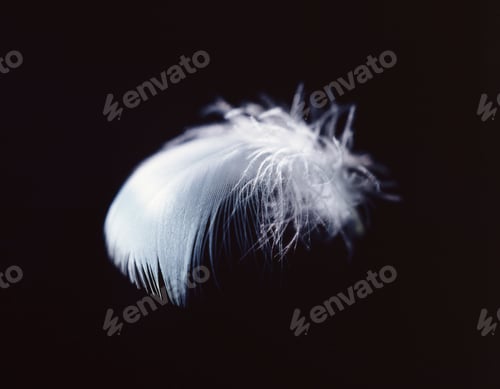 Preview: White feather against black background
