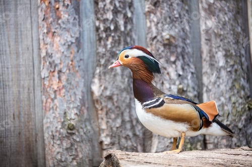 Preview: Mandarin duck portrait