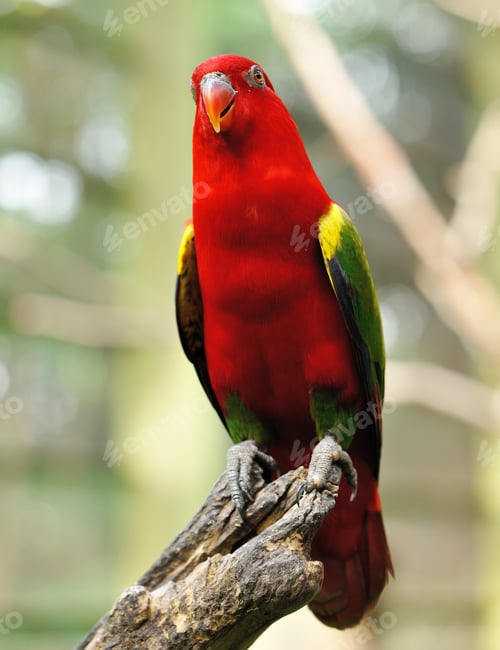 Preview: Parrot bird