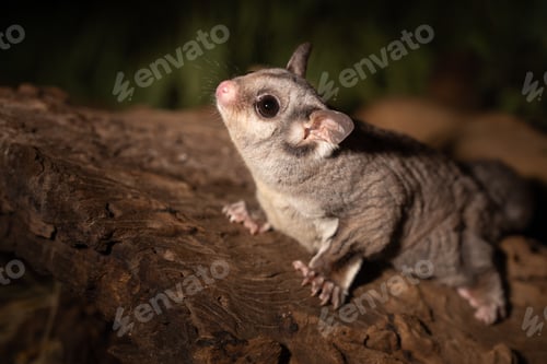 Preview: Closeup of a cute Sugar Glider Petaurus breviceps