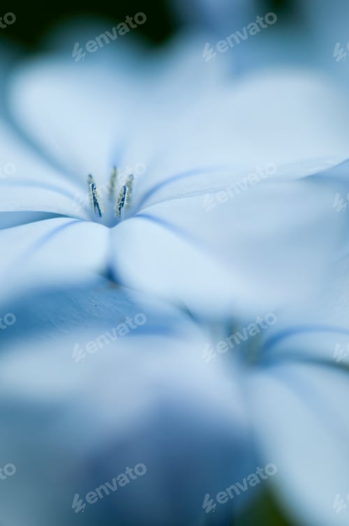 Preview: Blue Flowers