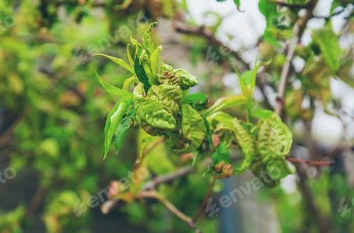 Preview: Diseases of peach tree twirled leaves. Selective focus.