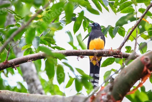 Preview: Black-headed Trogon Bird Perched in Belize