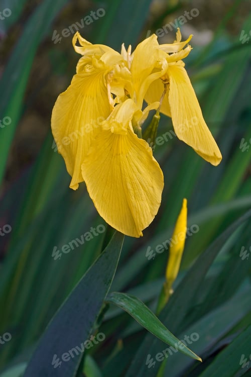 Preview: Yellow Flag Iris (Iris Pseudacorus). Called Yellow Iris, Water Flag, Paleyellow Iris And Lever Also.
