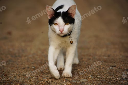 Preview: Portrait of a beautiful pet cat