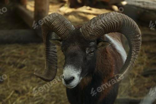 Preview: Ram in park, close up and selective focus