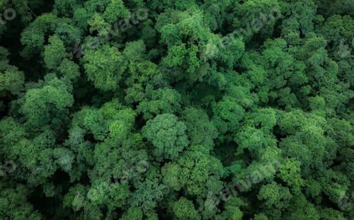 Preview: Aerial top view of green trees in forest. Drone view of dense green tree captures CO2. Green tree