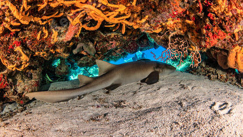 Preview: Nurse shark, Cozumel, Quintana Roo, Mexico