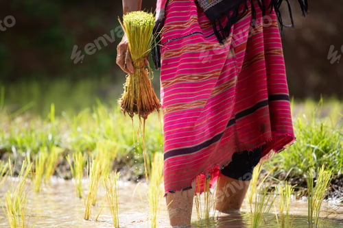 Preview: Farmers are planting rice in the farm, Thailand.