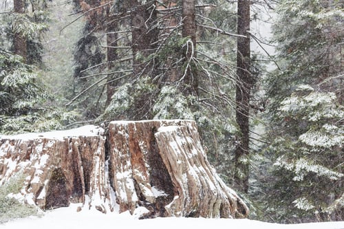 Preview: Sequoia forest in winter season