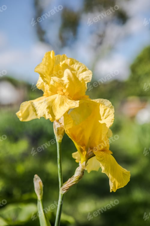 Preview: Germanica iris close-up in the garden.