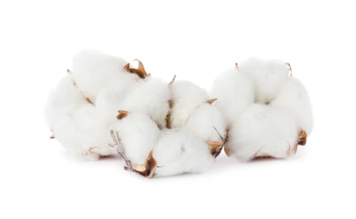 Preview: Beautiful fluffy cotton flowers on white background