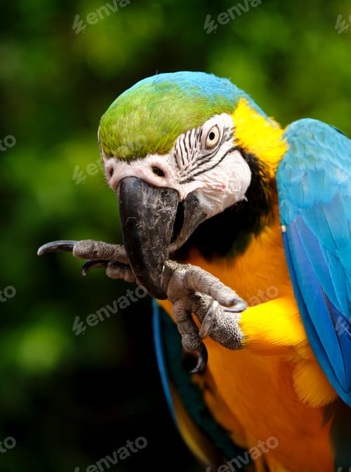 Preview: Vertical closeup shot of a macaw parrot on a blurred background