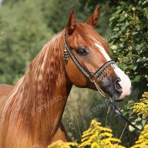 Preview: arabian, horse, mare, stallion, riding