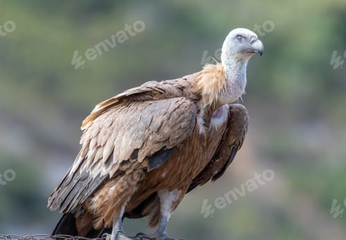 Preview: Griffon vulture..