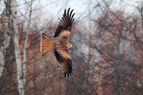 Preview: Red kite (Milvus milvus)