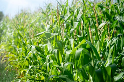 Preview: Maize corn cobs growing on a field.