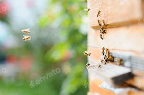 Preview: A lot of bees returning to bee hive and entering beehive with collected floral nectar