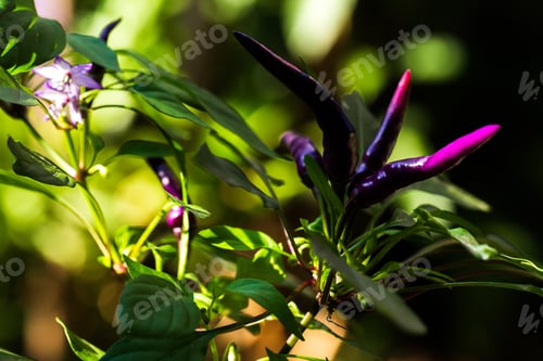 Preview: Purple peppers vegetables