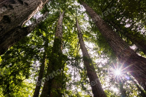 Preview: Redwood forest in Santa Cruz mountains