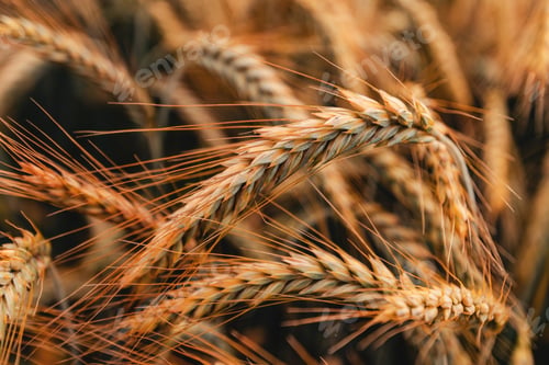 Preview: Ripe and harvest ready ear of common wheat in field