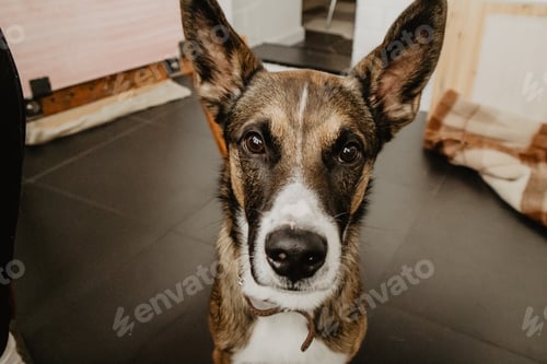 Vista previa: portrait of a dog / cute eyes / dog lover / pet
