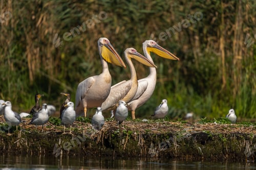 Preview: Picturesque scene of several birds perched atop a grassy landscape near a body of tranquil water