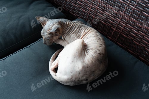Preview: Sphynx Cat Resting Curled up on Cushion
