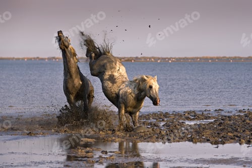 Preview: Horses wildly galloping at the coast of Camargue in France at dusk