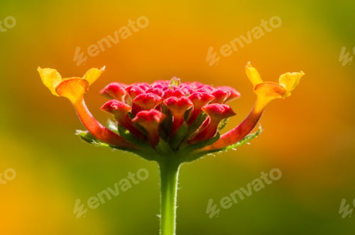 Preview: Detail of red Lantana flower buds