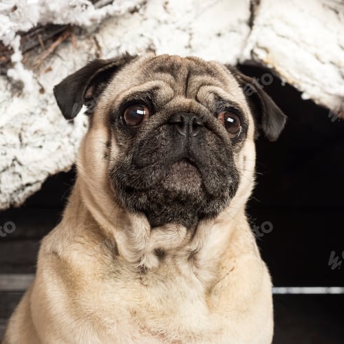 Preview: Close up of a pug in front of Christmas nativity scene with Christmas tree and snow