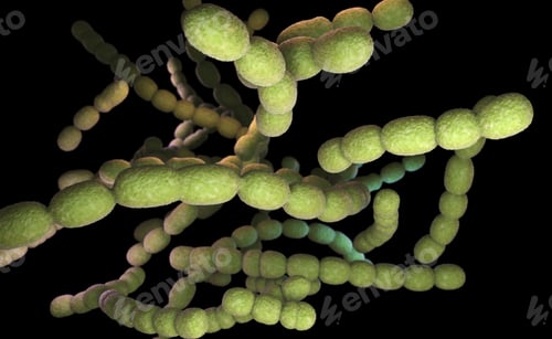 Preview: Streptococcus pneumoniae