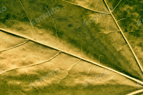 Preview: Abstract Background And Natural Texture Closeup Of A Leaf Of A Tree Or Plant
