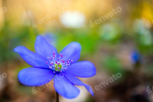Preview: Beautiful Hepatice flower (liverleaf) blooming in early spring. Flowering spring abstract background