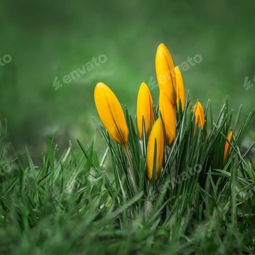 Preview: Crocuses