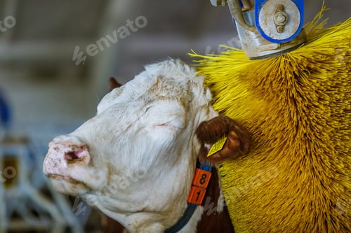 Preview: cows brushing at the farm, Rotating Brush Scratcher for Cows at Modern Farm Equipment