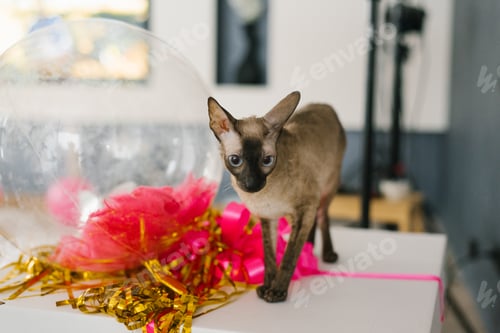 Preview: Cornish Rex the cat near the balloon for the birthday at home