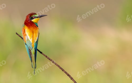 Preview: Bee-eater, Merops apiaster. One of the most colorful birds