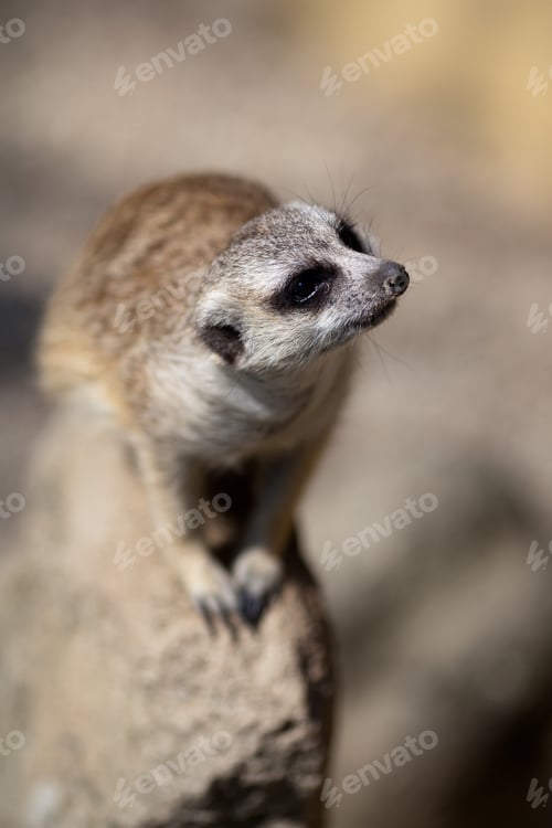 Preview: watchful meerkat standing guard