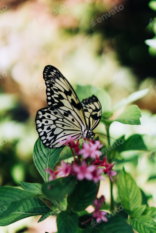 Preview: Gulf fritillary butterfly on flowering plant