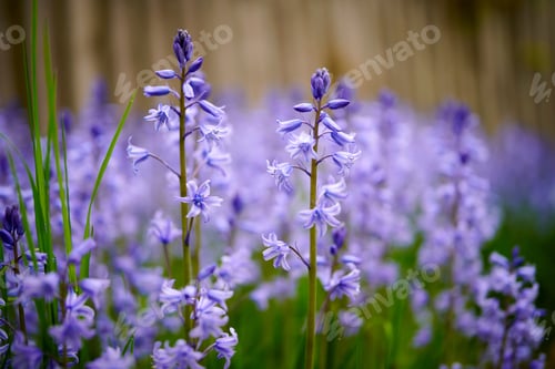 Preview: Bluebells in my garden