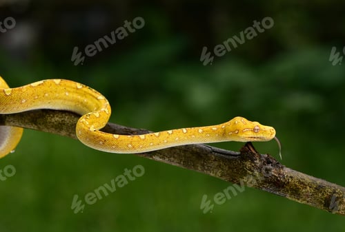 Preview: Close up of green tree python, Morelia viridis