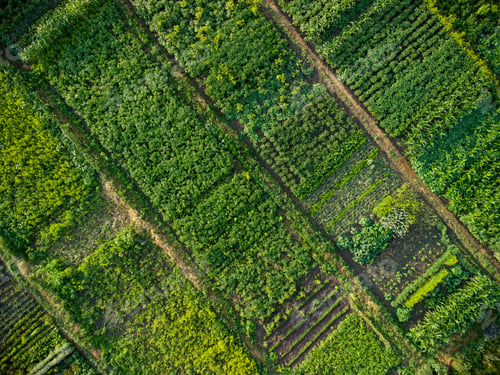 Preview: Green vegetable garden, aerial view
