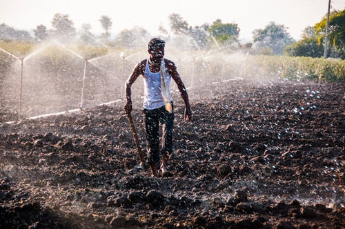 Preview: Young Indian Farmer working In the field in front of sprinklers at sunset