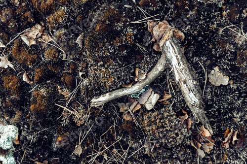 Preview: Closeup shot of ground of the forest with dry branches and leaves, a beautiful fall background
