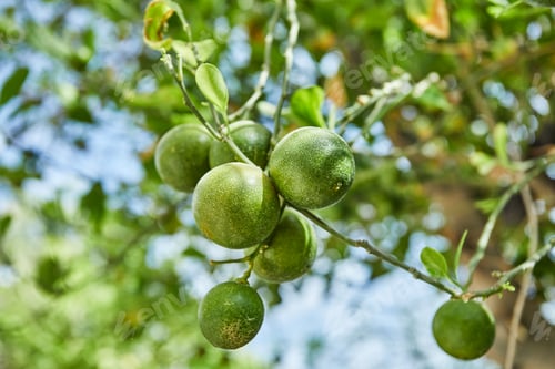 Preview: Beautiful and fresh green unripe tangerines on a branch in the summer against the blue sky