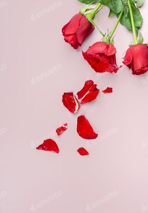 Preview: Fresh Red Roses isolated pink background. Valentine's day concept. Love theme. Copy space.