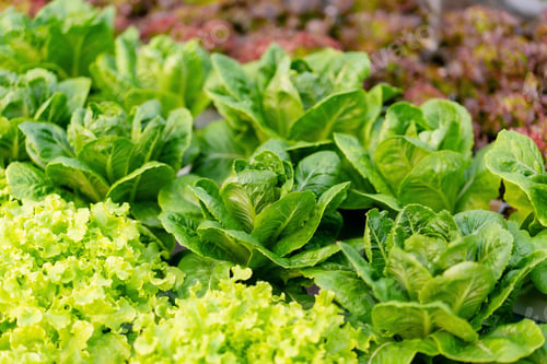 Preview: Agribusiness farmer and hydroponic farming concept, Product of s