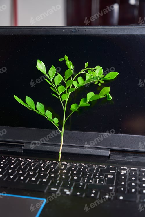 Preview: Laptop keyboard with plant growing on it. Carbon efficient technology. Digital sustainability